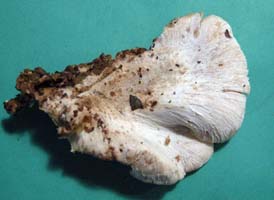 the top of the cap shows the ribbed lines and it is dusted with white spores from caps above it Lentinellus vulpinus.
